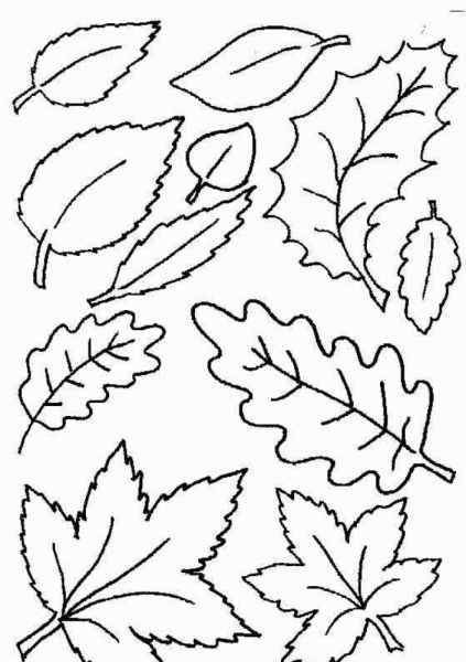 Раскраски листьев и плодов для детей