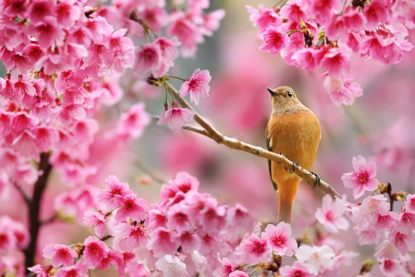 Красивая природа