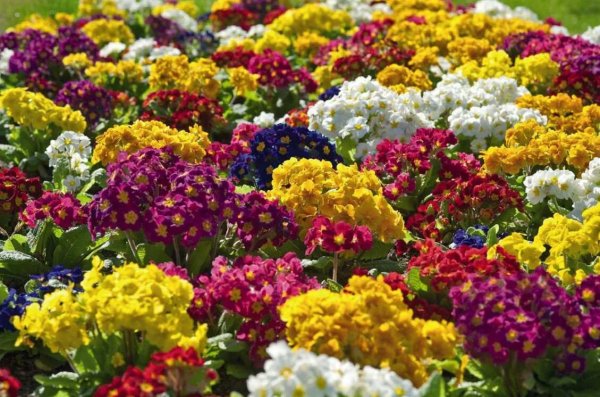 Миксбордер многолетники двулетники однолетники