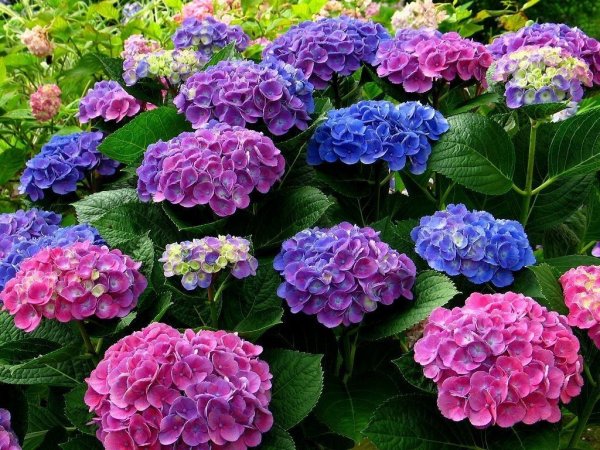 Астра новоанглийская (Aster Novae-angliae Purple Dome