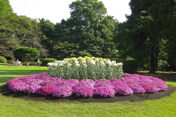 Очиток Видный (Sedum spectabile)