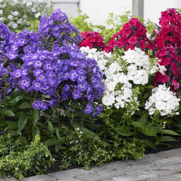 Астра кустарниковая Aster dumosus