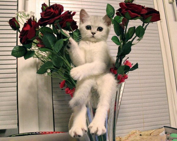 Котик с букетом цветов