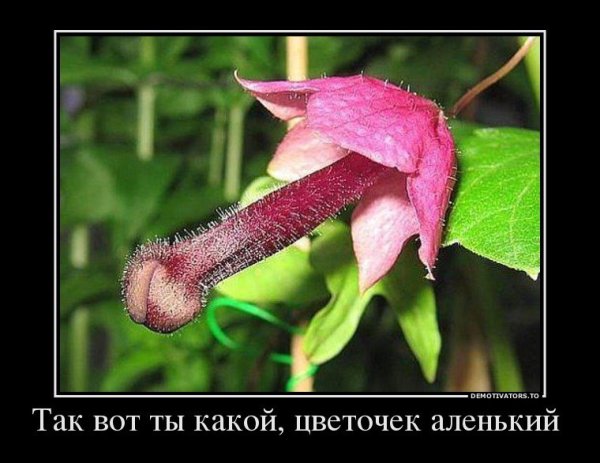 Смешной цветочек