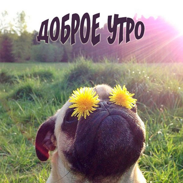 Собака в венке из одуванчиков