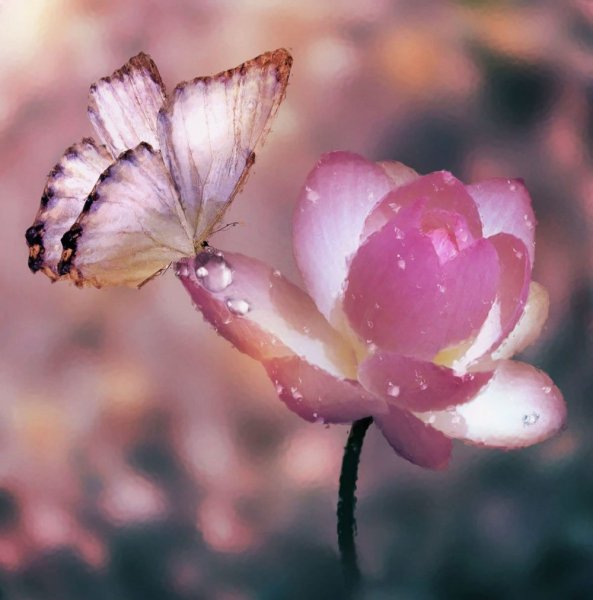 Лаванда Lavender aesthetic