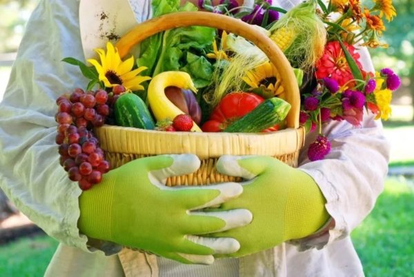 Крестоцветные брокколи