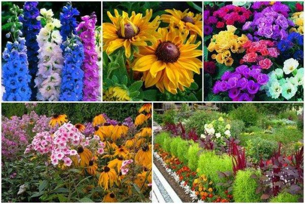 Однолетники двулетники многолетники сельхозкультуры