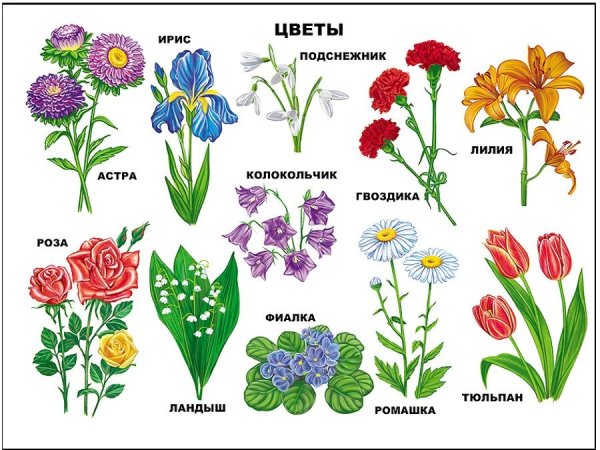 Гербера Джемсона сад