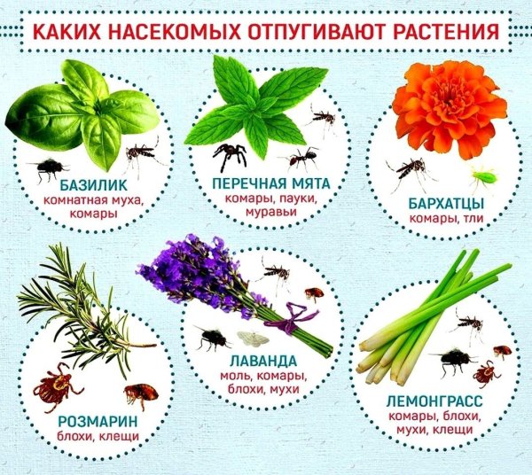 Первые весенние цветы с названичя