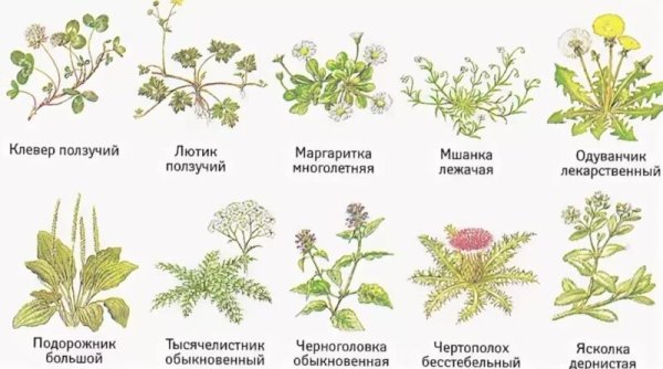 Сорные растения, сорняки