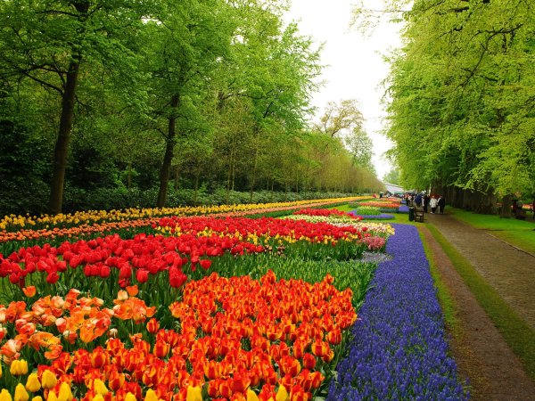 Цветочный парк кёкенхоф (Keukenhof Flower Garden), Нидерланды