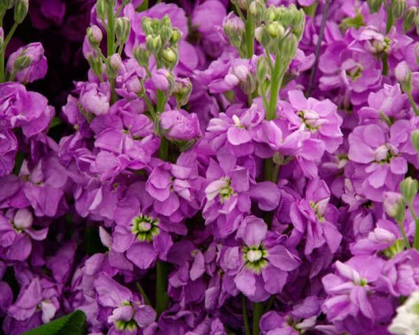 Левкой (Matthiola)