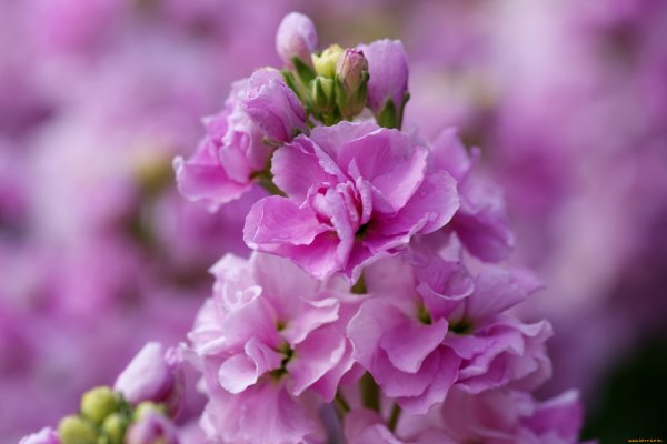 Левкой (Matthiola)