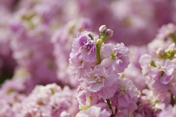 Левкой (Matthiola)
