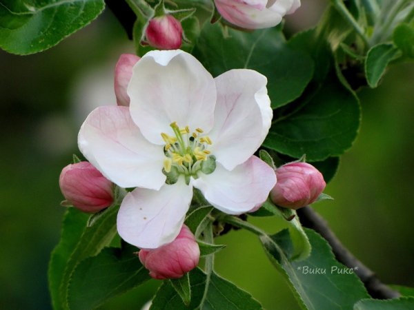 Яблоневый цвет Malus