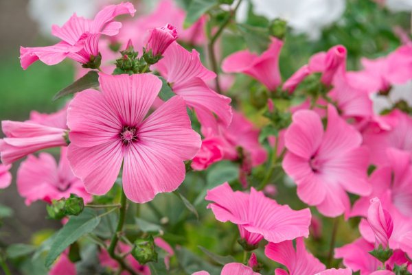 Лаватера, хатьма (Lavatera trimestris)