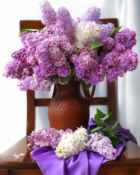 Сирень Mauve Mist
