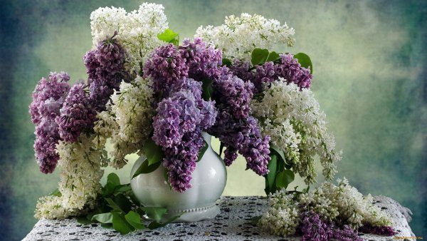 Красивый букет сирени