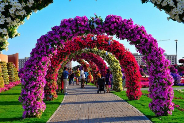Роуз Гарден плетистая