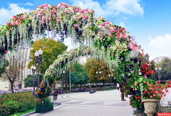 Роза бьютифул Гарден