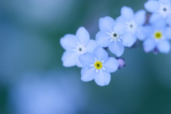 Маленькие голубые цветочки