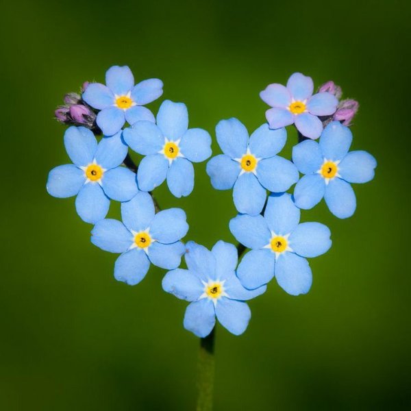 Сердце из незабудок