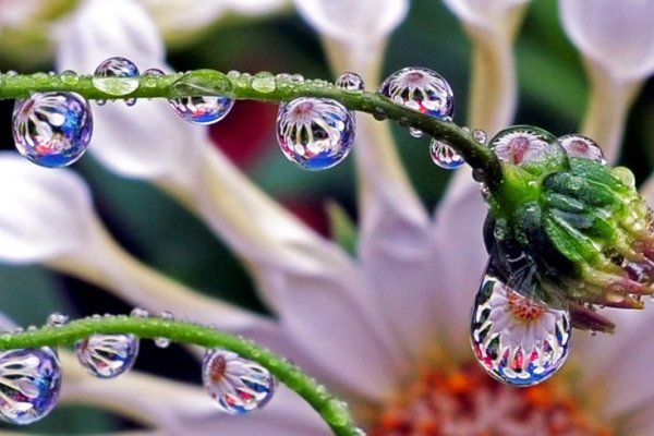 Утренняя роса на цветах