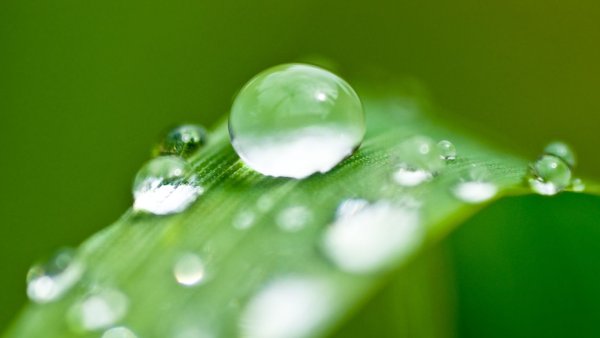 Капля воды на цветке