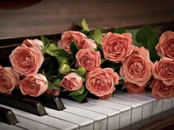 Роза на клавишах пианино
