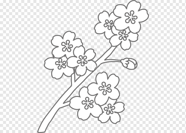 Рисование цветов сакуру
