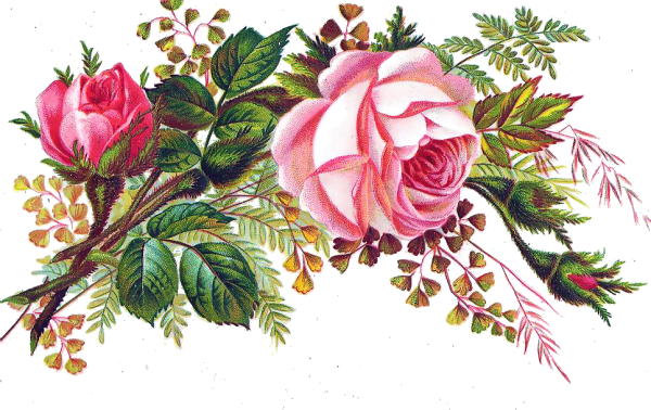Розы Sonie Ames