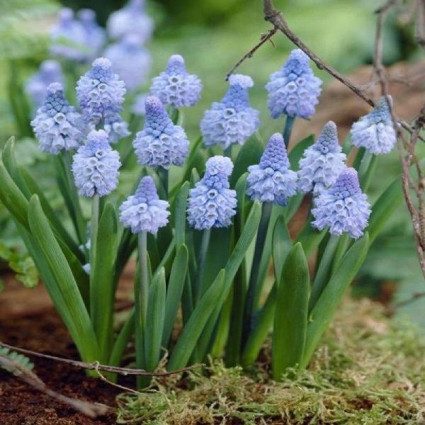Мускари azureum