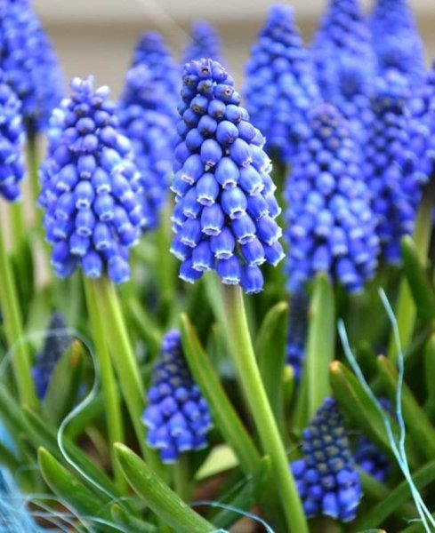Мускари Арменикум Muscari armeniacum