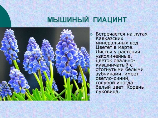 Мускари Азуреум
