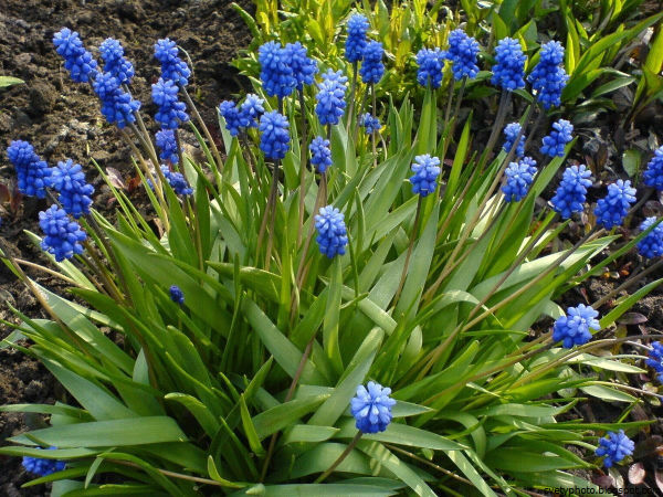 Мускари latifolium