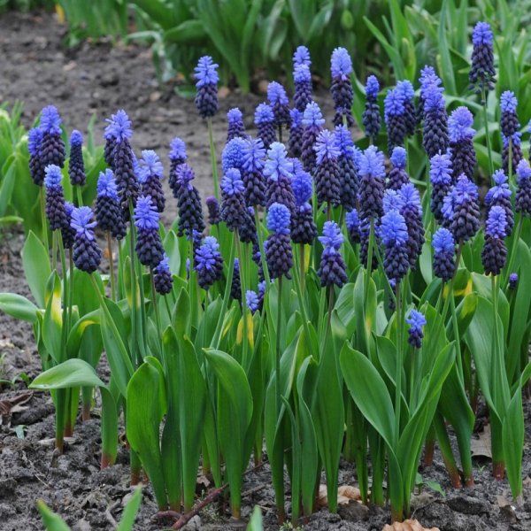 Мускари Арменикум Muscari armeniacum