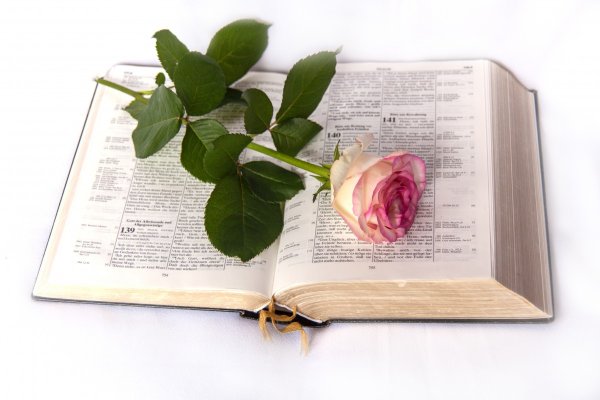Раскрытые книги с цветами