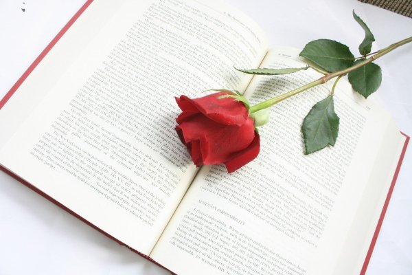 Роза на книге