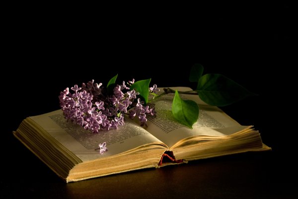 Сирень с книжкой