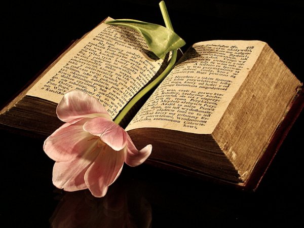 Книга цветы