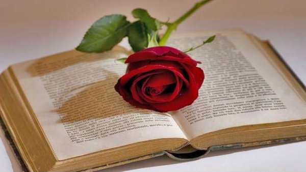 Роза на книге
