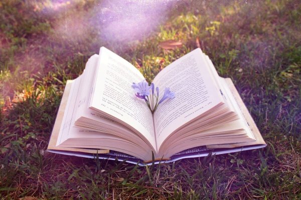 Ромашки и книги