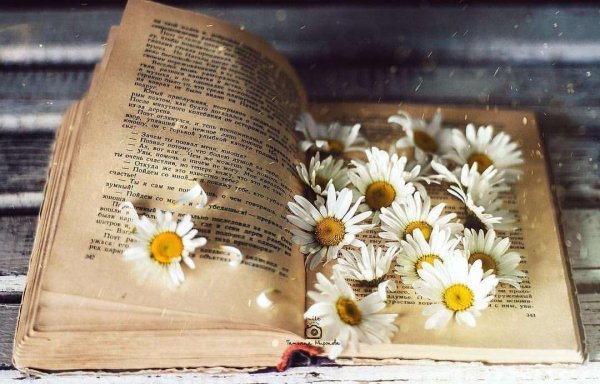 Книги с цветами на прозрачном фоне