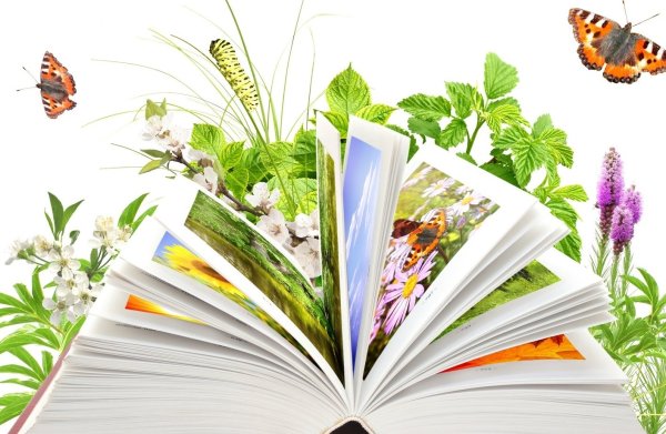 Цветы в книжке