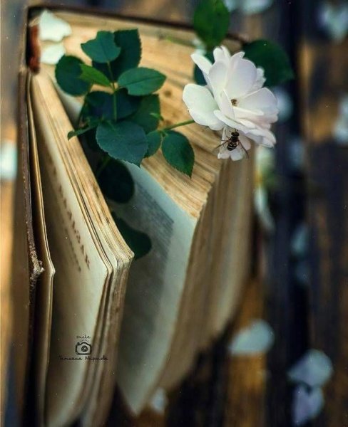 Красивая раскрытая книга