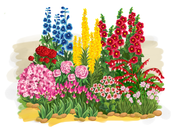 Парковые розы рабатка