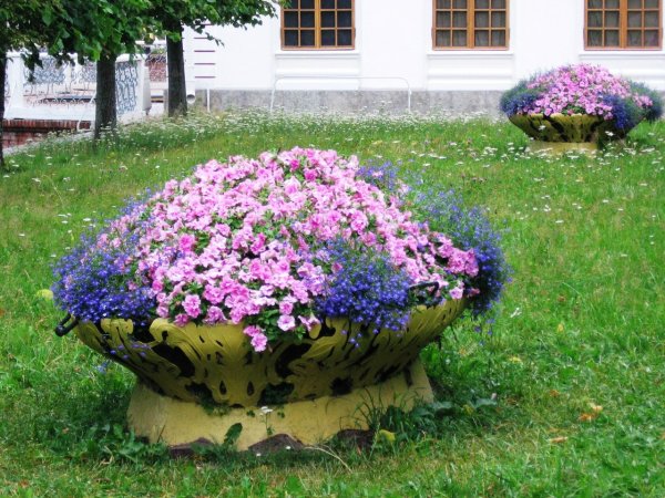 Ковровые цветники