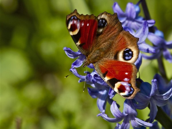 Papilio Memnon Heronus