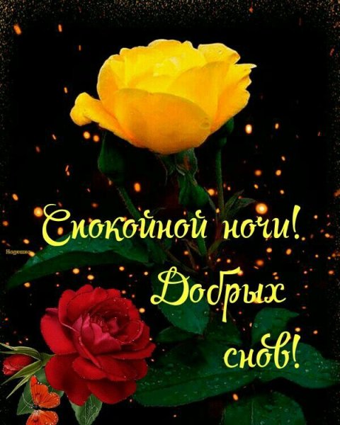 Цветы с пожеланием спокойной ночи